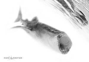 Whale shark cruising towards the surface near Isla Mujere... by Ken Kiefer 